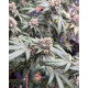 Pau Hana - 808 Genetics