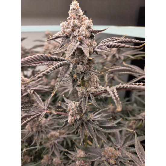 Peanut Butter Jelly Cake - 808 Genetics
