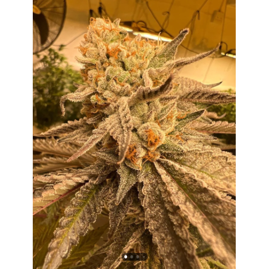 Peanut Butter Jelly Cake - 808 Genetics
