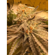 Peanut Butter Jelly Cake - 808 Genetics