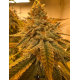 Peanut Butter Jelly Cake - 808 Genetics