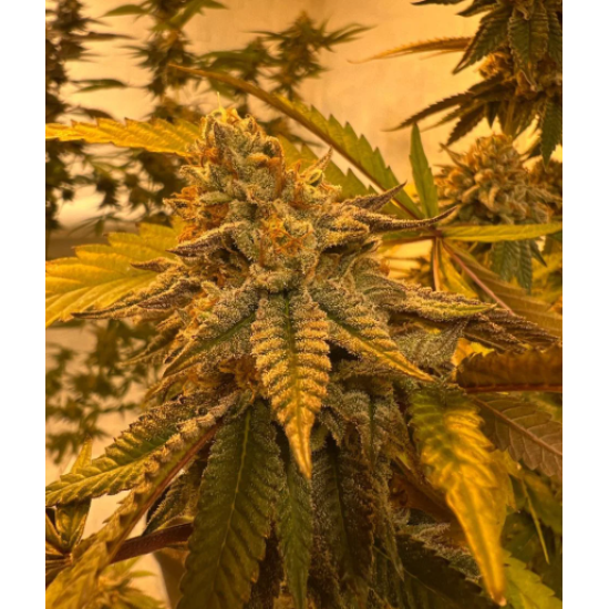 Peanut Butter Jelly Cake - 808 Genetics