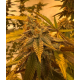 Peanut Butter Jelly Cake - 808 Genetics