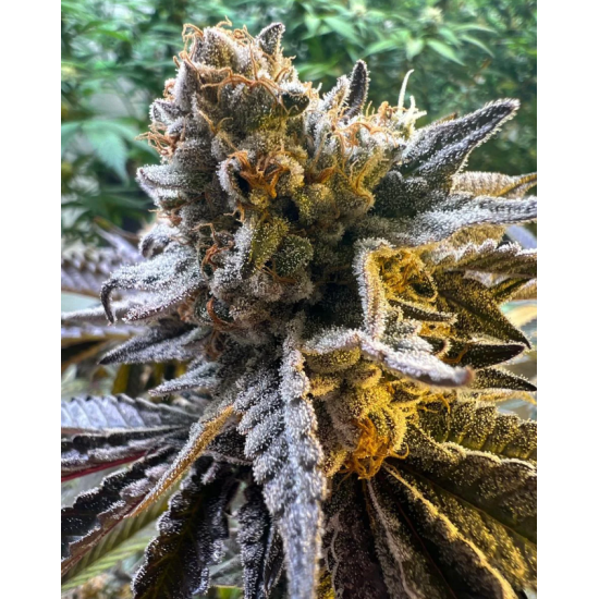 Peanut Butter Jelly Cake - 808 Genetics