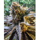 Peanut Butter Jelly Cake - 808 Genetics