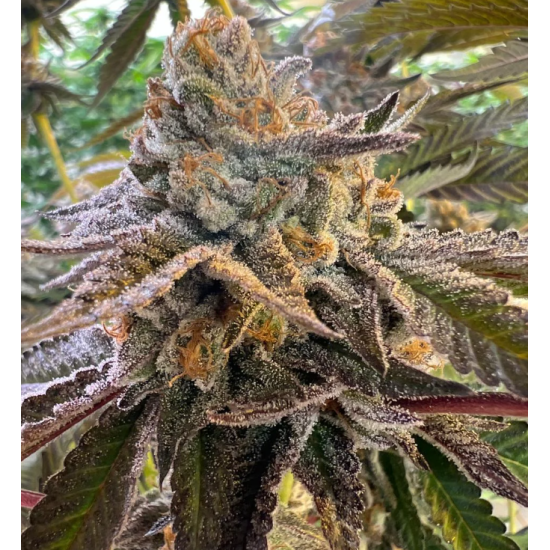 Peanut Butter Jelly Cake - 808 Genetics