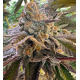 Peanut Butter Jelly Cake - 808 Genetics