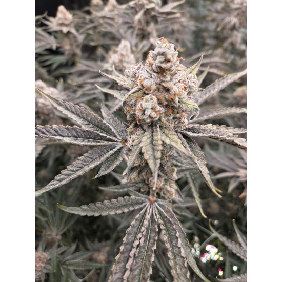 Peanut Butter Jelly Cake - 808 Genetics
