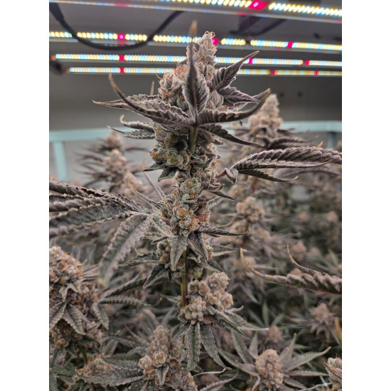 Peanut Butter Jelly Cake - 808 Genetics