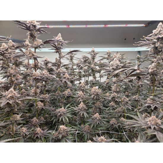 Peanut Butter Jelly Cake - 808 Genetics
