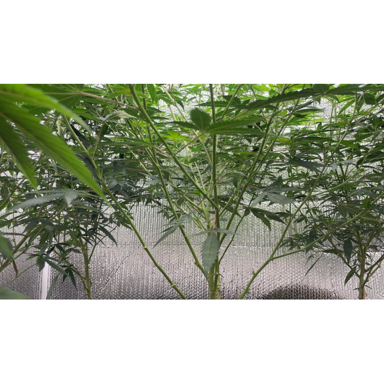 Rambutan - Bloom Seed Co.