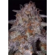 Rambutan - Bloom Seed Co.