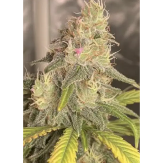 Rambutan - Bloom Seed Co.
