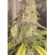 Rambutan - Bloom Seed Co.