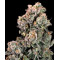 Slurpicane - Atlas Seeds