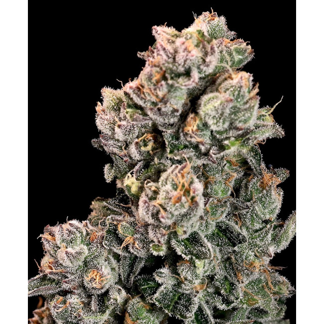 Slurpicane - Atlas Seeds