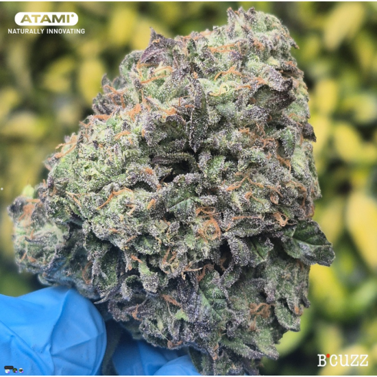 Strawberry Lemonade - Barney's Farm