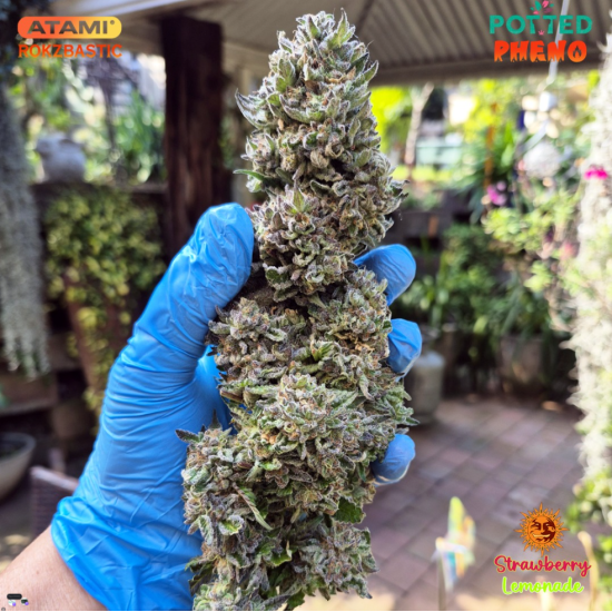 Strawberry Lemonade - Barney's Farm