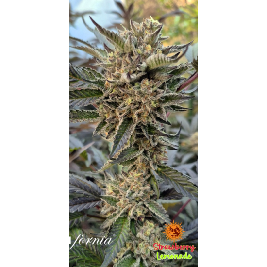 Strawberry Lemonade - Barney's Farm