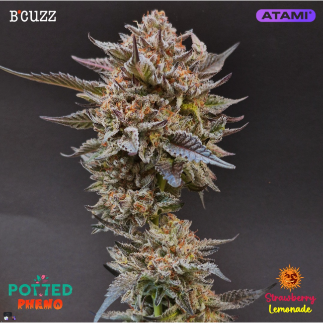 Strawberry Lemonade - Barney's Farm