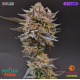 Strawberry Lemonade - Barney's Farm