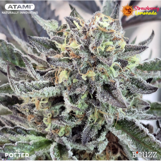 Strawberry Lemonade - Barney's Farm