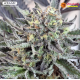 Strawberry Lemonade - Barney's Farm