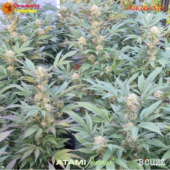 Strawberry Lemonade - Barney's Farm