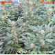 Strawberry Lemonade - Barney's Farm