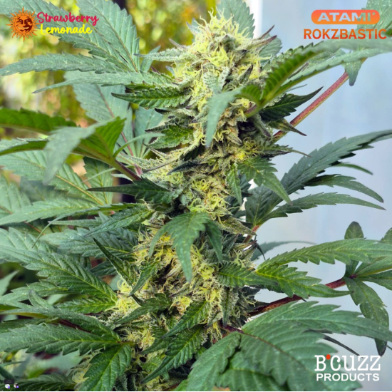 Strawberry Lemonade - Barney's Farm
