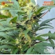 Strawberry Lemonade - Barney's Farm