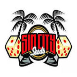 Sin City Seeds
