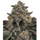 Jet Fuel Gelato - Compound Genetics