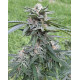 Peanut Butter Jelly Cake - 808 Genetics