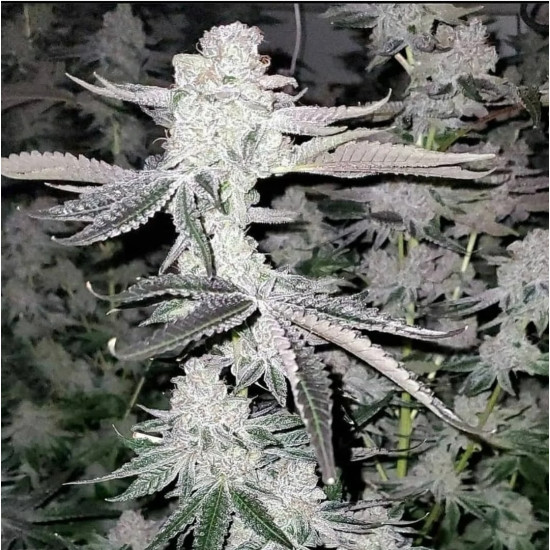Apple Strudel - Raw Genetics