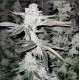 Apple Strudel - Raw Genetics