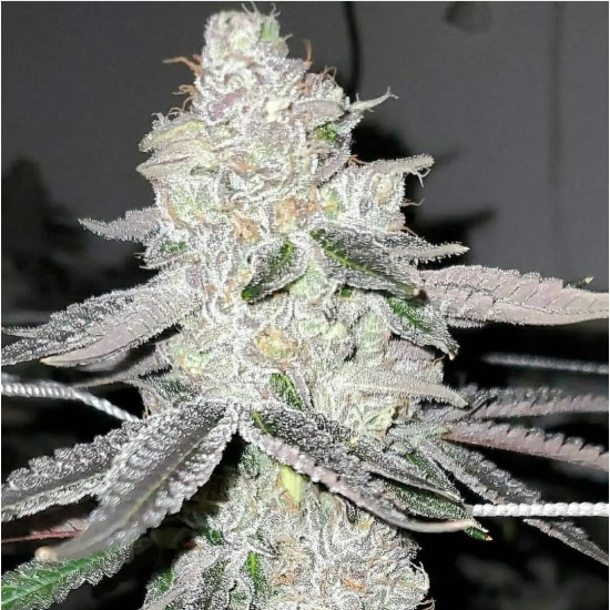 Apple Strudel - Raw Genetics