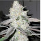 Apple Strudel - Raw Genetics