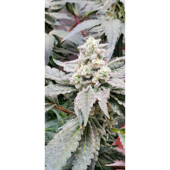 Atomic Jelly - In House Genetics Clone