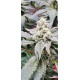 Atomic Jelly - In House Genetics Clone