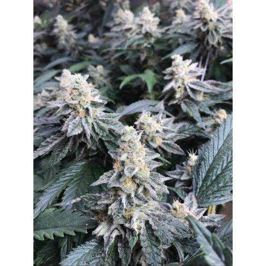 Atomic Jelly - In House Genetics Clone