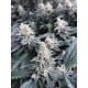 Atomic Jelly - In House Genetics Clone