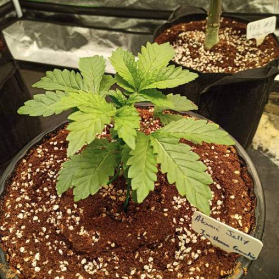 Atomic Jelly - In House Genetics Clone