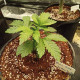 Atomic Jelly - In House Genetics Clone