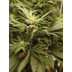 Atomic Jelly - In House Genetics Clone