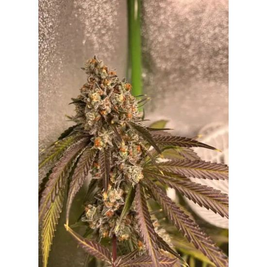 Atomic Jelly - In House Genetics Clone