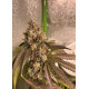 Atomic Jelly - In House Genetics Clone