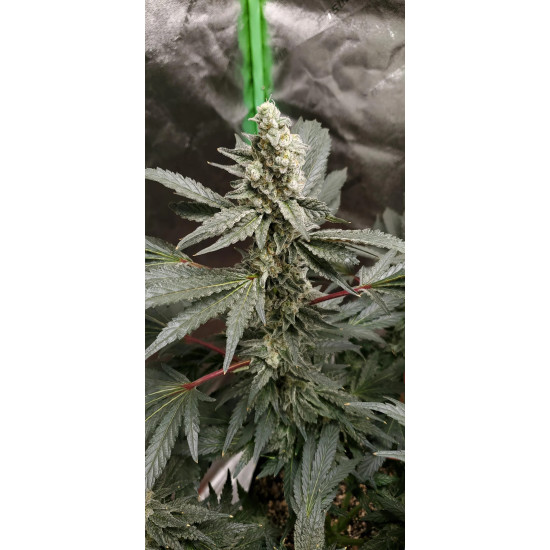 Atomic Jelly - In House Genetics Clone