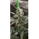 Atomic Jelly - In House Genetics Clone
