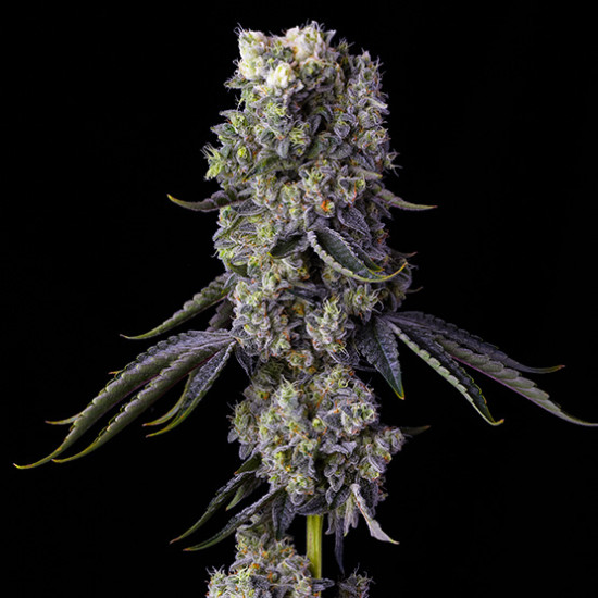 Grandpa's Cookies R1 - Ethos Genetics